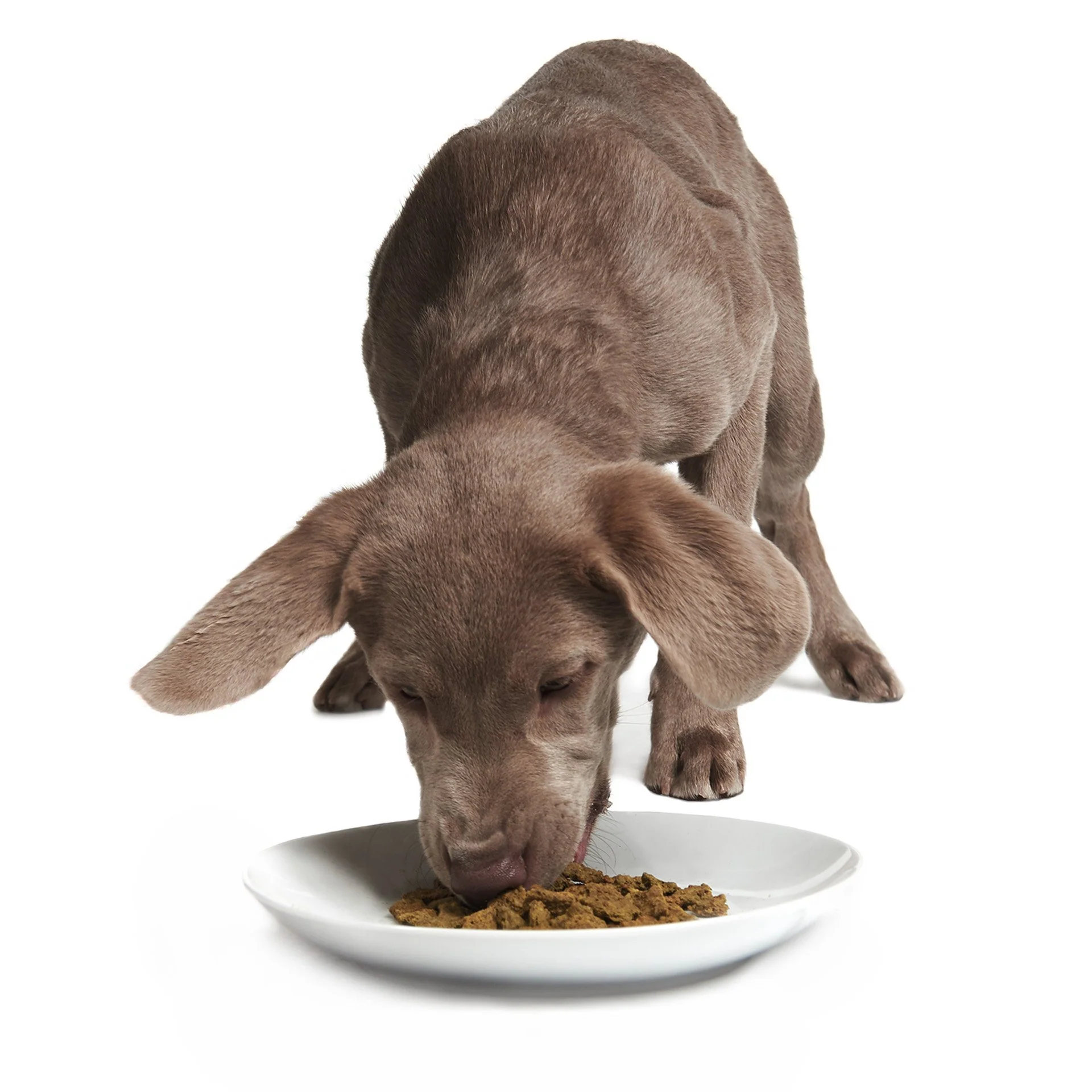 Rockin' Rockfish - Image 6